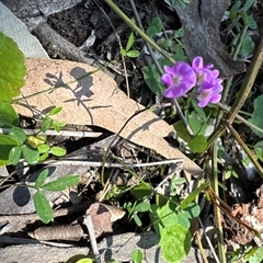 Glycine sp. at Pebbly Beach, NSW - 7 Feb 2025 12:27 PM