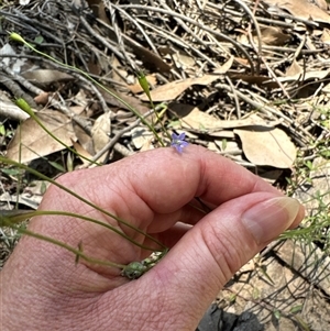 Wahlenbergia sp. at Pebbly Beach, NSW - 7 Feb 2025 12:24 PM