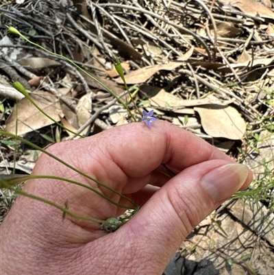 Wahlenbergia sp. (Bluebell) at Pebbly Beach, NSW - 7 Feb 2025 by Jubeyjubes