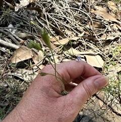 Wahlenbergia sp. at Pebbly Beach, NSW - 7 Feb 2025 12:24 PM