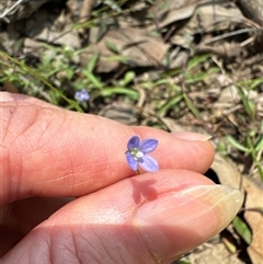 Veronica sp. at Pebbly Beach, NSW - 7 Feb 2025 by Jubeyjubes