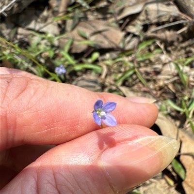 Veronica sp. at Pebbly Beach, NSW - 7 Feb 2025 by Jubeyjubes