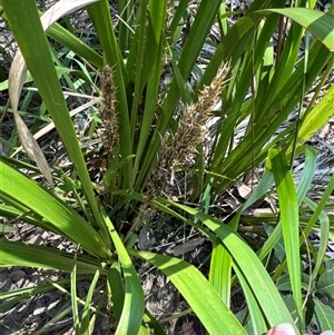 Lomandra longifolia (Spiny-headed Mat-rush, Honey Reed) at Pebbly Beach, NSW - 7 Feb 2025 by Jubeyjubes