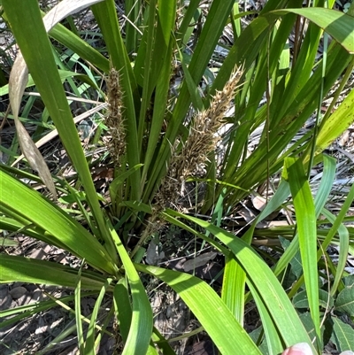 Lomandra longifolia (Spiny-headed Mat-rush, Honey Reed) at Pebbly Beach, NSW - 7 Feb 2025 by Jubeyjubes