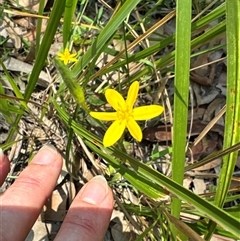 Hypoxis hygrometrica (Golden Weather-grass) at Pebbly Beach, NSW - 7 Feb 2025 by Jubeyjubes