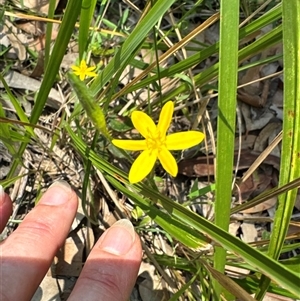 Hypoxis hygrometrica at Pebbly Beach, NSW - 7 Feb 2025 12:22 PM