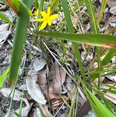 Hypoxis hygrometrica at Pebbly Beach, NSW - 7 Feb 2025 12:22 PM