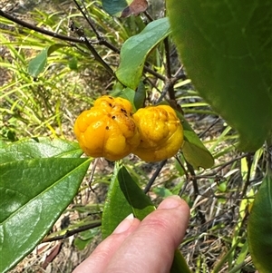 Pittosporum revolutum (Large-fruited Pittosporum) at Pebbly Beach, NSW - 7 Feb 2025 by Jubeyjubes