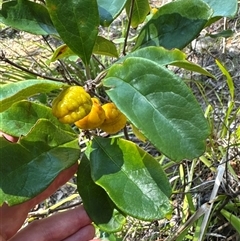 Pittosporum revolutum at Pebbly Beach, NSW - 7 Feb 2025 12:21 PM