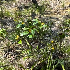 Pittosporum revolutum at Pebbly Beach, NSW - 7 Feb 2025 12:21 PM