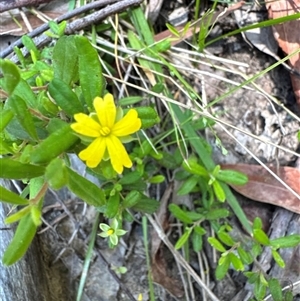 Hibbertia empetrifolia subsp. empetrifolia at Pebbly Beach, NSW - 7 Feb 2025 12:20 PM