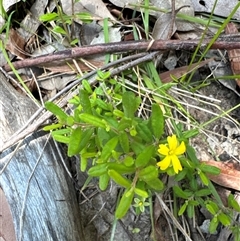 Hibbertia empetrifolia subsp. empetrifolia at Pebbly Beach, NSW - 7 Feb 2025 12:20 PM