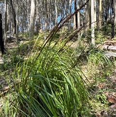 Gahnia clarkei (Tall Saw Sedge) at Pebbly Beach, NSW - 7 Feb 2025 by Jubeyjubes