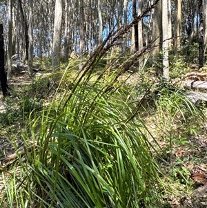 Lomandra longifolia at Pebbly Beach, NSW - 7 Feb 2025 by Jubeyjubes