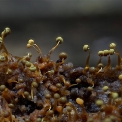 Physarum sp. (genus) (A slime mould) at Bermagui, NSW by Teresa