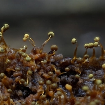 Physarum sp. (genus) (A slime mould) at Bermagui, NSW by Teresa