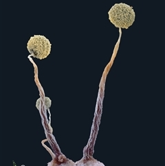 Physarum sp. (genus) at suppressed - suppressed