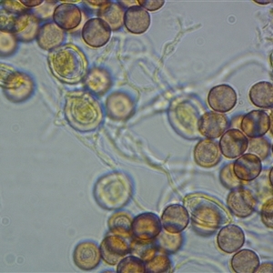 Physarum sp. (genus) at suppressed - suppressed
