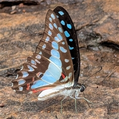 Graphium eurypylus (Pale Triangle) at Kakadu, NT - 8 Feb 2025 by HelenCross