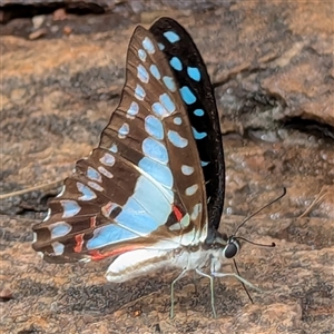 Graphium eurypylus at Kakadu, NT - suppressed