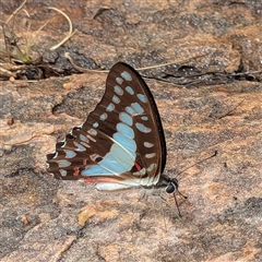 Graphium eurypylus at Kakadu, NT - suppressed