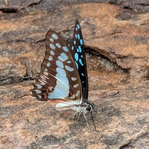 Graphium eurypylus at Kakadu, NT - suppressed