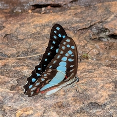 Graphium eurypylus at Kakadu, NT - suppressed