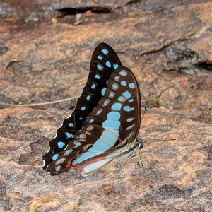 Graphium eurypylus at Kakadu, NT - suppressed