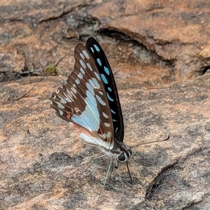 Graphium eurypylus at Kakadu, NT - suppressed