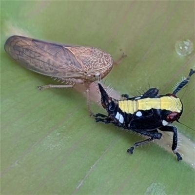 Unidentified Leafhopper or planthopper (Hemiptera, several families) at Jabiru, NT - 8 Feb 2025 by HelenCross