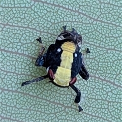 Alotartessus (genus) at Jabiru, NT - 8 Feb 2025 10:45 AM