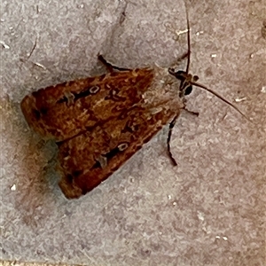 Unidentified Moth (Lepidoptera) at Reid, ACT - 21 Oct 2024 by JanetRussell