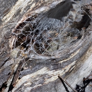 Hadronyche sp. (genus) (A funnel web) at Bungonia, NSW - 20 Dec 2024 by KorinneM