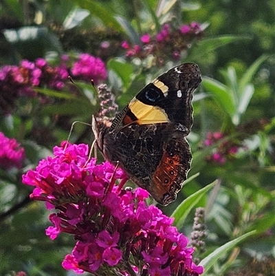 Vanessa itea (Yellow Admiral) at Braidwood, NSW - 8 Feb 2025 by MatthewFrawley