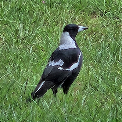 Gymnorhina tibicen (Australian Magpie) at Braidwood, NSW - 8 Feb 2025 by MatthewFrawley