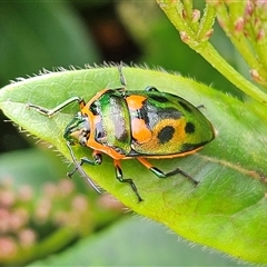 Scutiphora pedicellata (Metallic Jewel Bug) at Braidwood, NSW - 8 Feb 2025 by MatthewFrawley