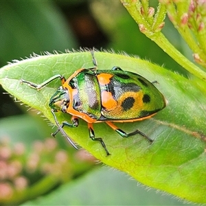 Scutiphora pedicellata at Braidwood, NSW - Today by MatthewFrawley