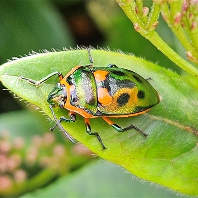 Scutiphora pedicellata (Metallic Jewel Bug) at Braidwood, NSW - 8 Feb 2025 by MatthewFrawley