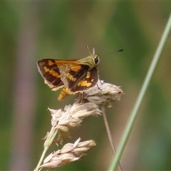 Ocybadistes walkeri (Green Grass-dart) at Bonython, ACT - 8 Feb 2025 by RodDeb