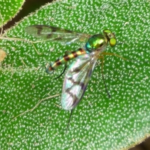 Heteropsilopus sp. (genus) at Mount Stuart, TAS - suppressed