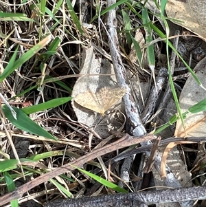 Unidentified Moth (Lepidoptera) at Theodore, ACT - Today by IHendy01