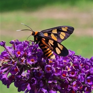 Amata (genus) at Braidwood, NSW - Today by MatthewFrawley