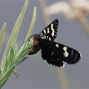 Phalaenoides tristifica at Bonython, ACT - Today by RodDeb