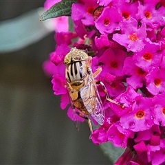 Eristalinus punctulatus (Golden Native Drone Fly) at Braidwood, NSW - 8 Feb 2025 by MatthewFrawley