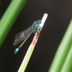 Ischnura heterosticta (Common Bluetail Damselfly) at Bonython, ACT - 8 Feb 2025 by RodDeb