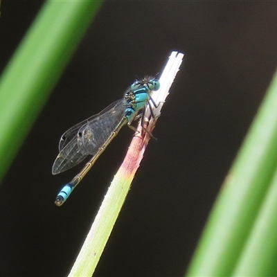 Ischnura heterosticta (Common Bluetail Damselfly) at Bonython, ACT - 8 Feb 2025 by RodDeb