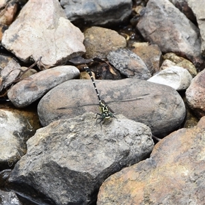 Hemigomphus heteroclytus at Clandulla, NSW - suppressed