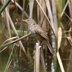 Acrocephalus australis (Australian Reed-Warbler) at Bonython, ACT - 8 Feb 2025 by RodDeb