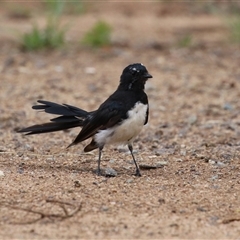 Rhipidura leucophrys (Willie Wagtail) at Bonython, ACT - 8 Feb 2025 by RodDeb