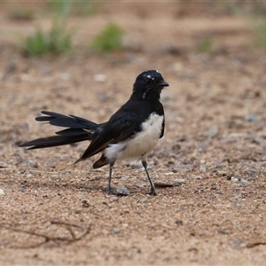 Rhipidura leucophrys at Bonython, ACT - 8 Feb 2025 12:09 PM